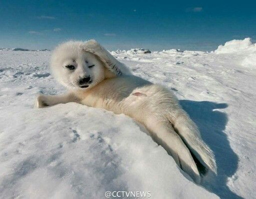 Gorgeous seal strikes a pose .jpg