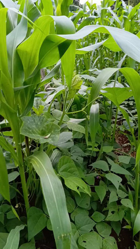 ix1 7difZ1v oo2R.jpg