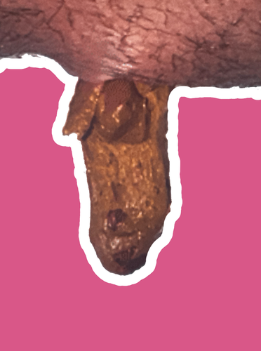 GodUniverseAnimalsCollege.png