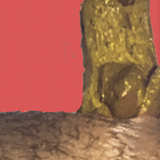 GodUniverseAnimalsCollege.png