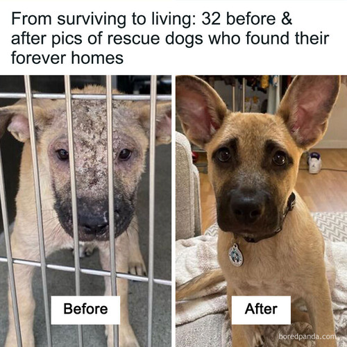 before after adopted dogs.jpg