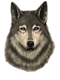 wolf.png