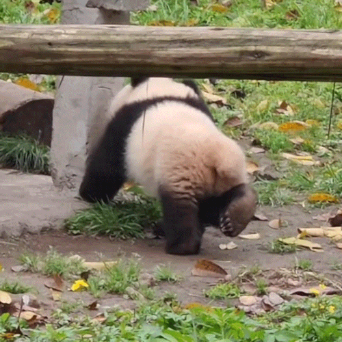 1000041939.gif
