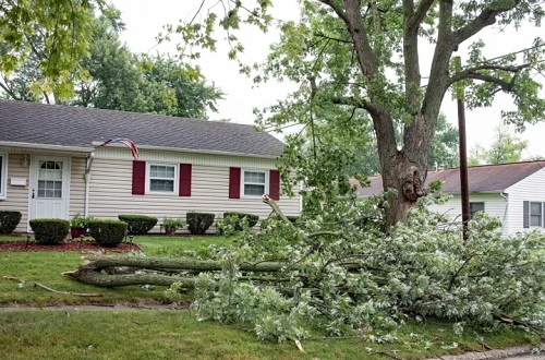 Shelton, WA Tree Service.jpg