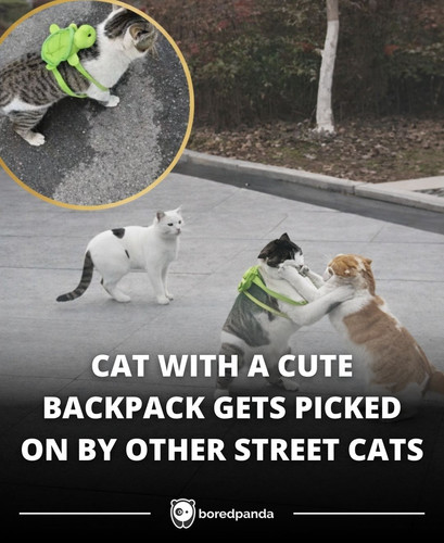 CAT WITH A CUTE BACKPACK GETS PICKED ON BY OTHER STREET CATS.jpg