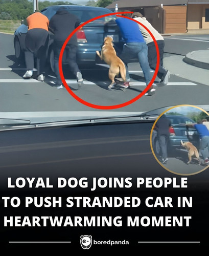 LOYAL DOG JOINS PEOPLE TO PUSH STRANDED CAR IN HEARTWARMING MOMENT.jpg
