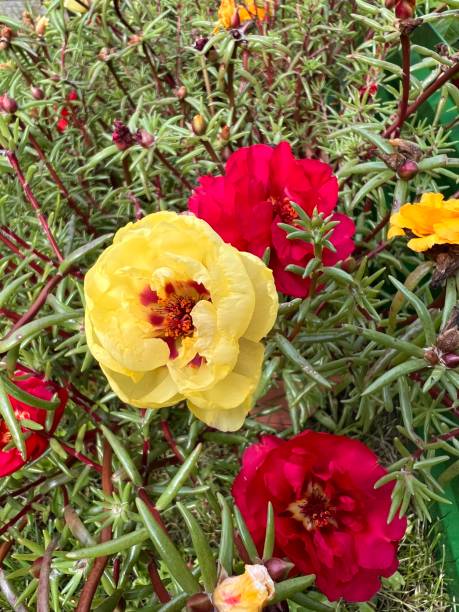 Flowers growing in the garden.jpg