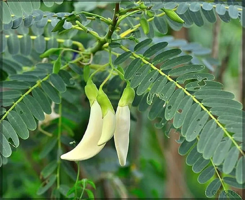 hariguru bokful white sesbania g.jpg