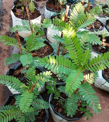 hariguru bokful plant live plant.jpg