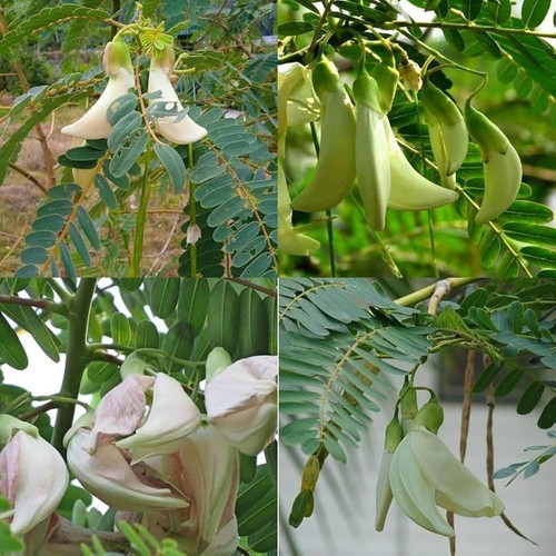 61sAoyhcXiL. AC UF1000,1000 QL80.jpg