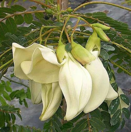 cloud farm hybrid bok phool zz p.jpg