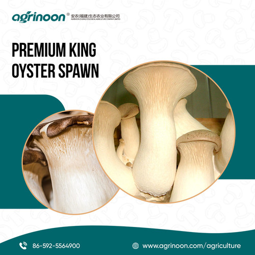 Discover King Oyster spawn today..jpg