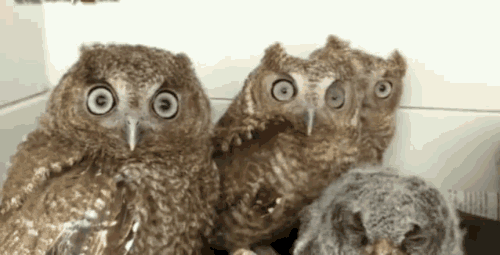 confused owls