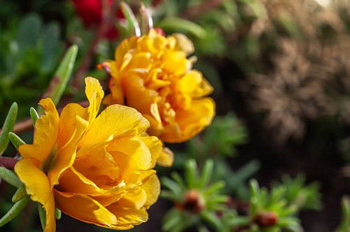 Close-up of two yellow flowers with layers of petals, surrounded by green foliage and blurred backgr.jpg