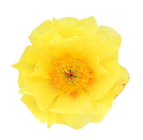 A single beautiful yellow peony flower isolate on white background.jpg