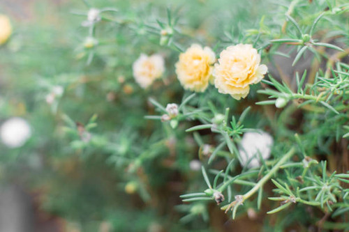 Beautiful Portulaca with sunlight on background blurred.jpg