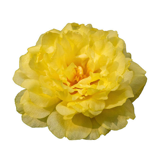 Amazing beautiful colorful flowers background.jpg