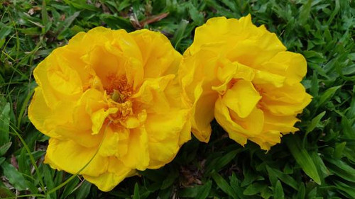 Yellow color flowers.jpg