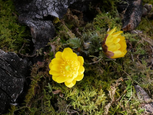 Amur adonis flowers.jpg