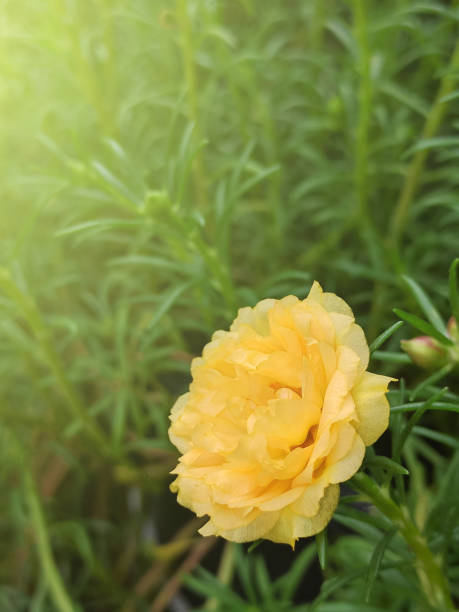 beautiful yellow flower.jpg