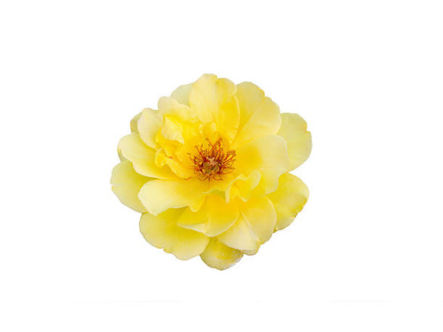 yellow rose isolated on  a white background..jpg