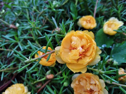 Beautiful portulaca flower in yellow-orange color.jpg