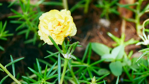Common purslane flower blooming.jpg