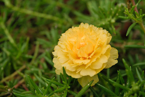 Beautiful yellow flower, Naturally beautiful flowers in the garden.jpg