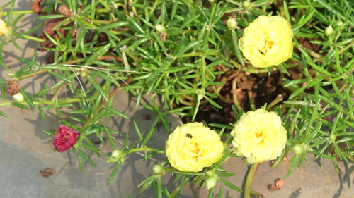 bees on the Yellow color 10 o clock flower Portulaca grandiflora moss rose and eating honey.jpg