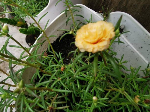 this flower called Sutra Bombay in Indonesia. it has the Latin name grandiflora portulaca, a rose pe.jpg