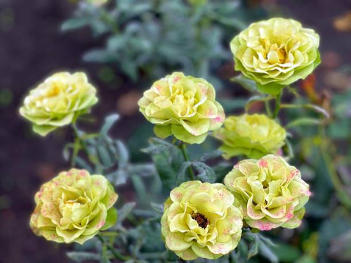 Green roses flowering shrub in garden..jpg