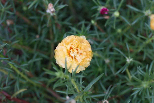 beautiful purslane flowers among the green leaves.jpg
