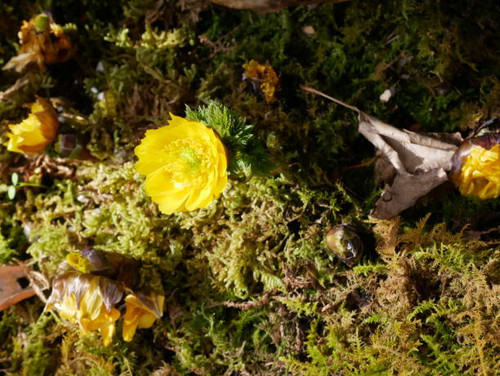 Amur adonis flowers.jpg