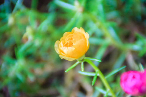 Beautiful yellow portulaca oleracea flower, also known as common purslane, verdolaga, little hogweed.jpg