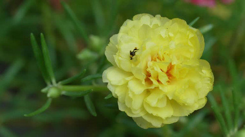 bees on the Yellow color 10 o clock flower Portulaca grandiflora moss rose and eating honey.jpg