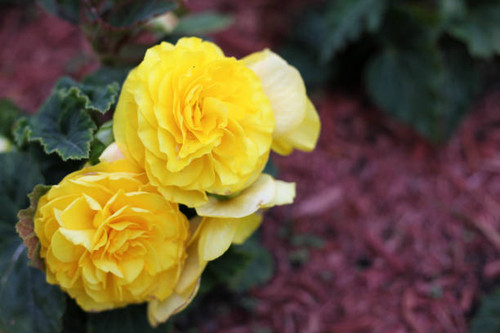 Gardening photography..jpg