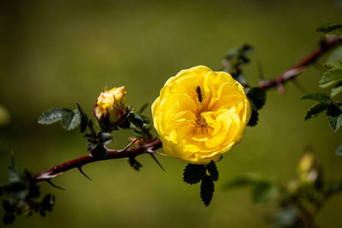 Beautiful rose close-up.jpg