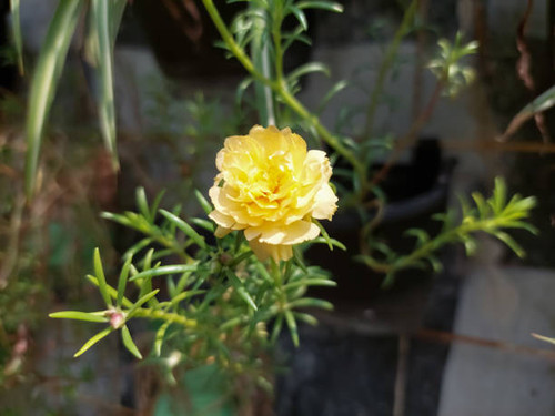 Close up of beautiful yellow flower.jpg