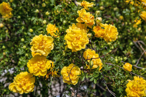 bush of yellow roses in the garden closeup outdoor.jpg
