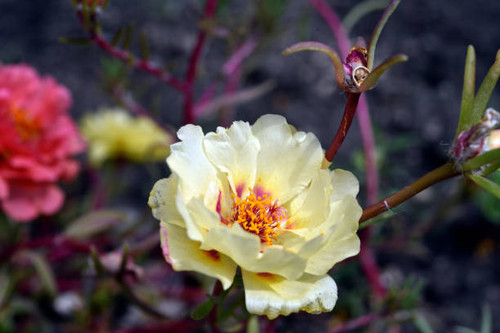 Beautiful flowers of Portulaca Portulaca. Large flowers of Portulaca. Multicolored flowers..jpg