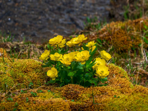 Selectiv focus. Bush of yellow flowers Ranunculus glacialis commonly known as glacier buttercup or g.jpg
