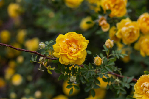 Beautiful yellow tea rose flowers on branches in the garden, close-up.jpg