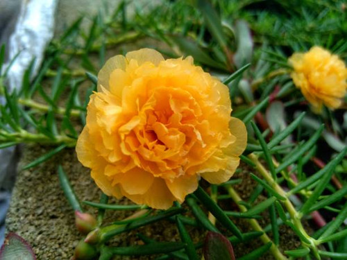 Beautiful yellow flowers.jpg