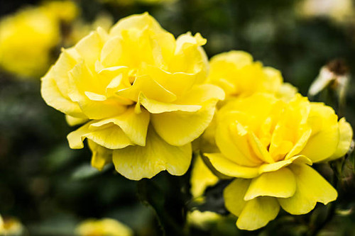 Beautiful yellow blooming bush of roses. Floribunda rose, 'Korresia'..jpg