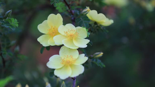 Beautiful Rosa roxburghii flowers are in the park, North China.jpg