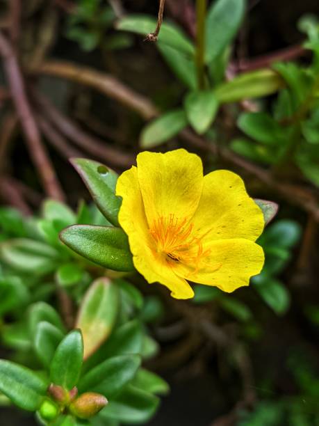 beautiful flowers bloom in a garden.jpg