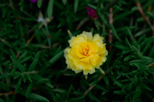 Close up and soft focus of yellow Rosemoss flower.jpg