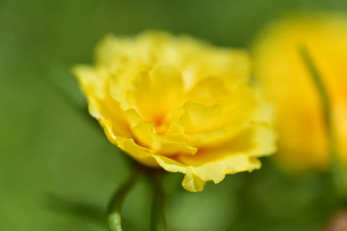 Close up flowers on blur background in nature..jpg