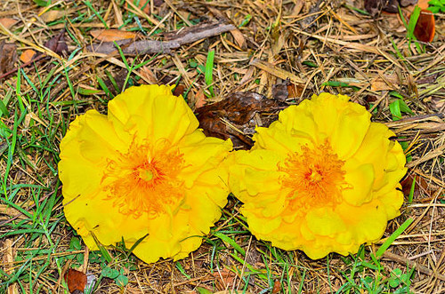 Yellow Nika flower.jpg
