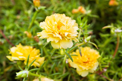 Yellow Common Purslane flower in garden.jpg